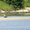 DSC00892.JPG - 1.07.2008. Orzel bielik z malzonka