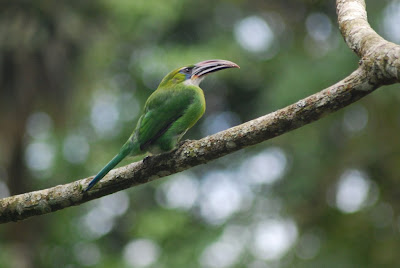 toucan vert de rancho grande