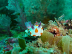 Purple rhinophores waving angrily, an advancing Clown nudibranch is a fearsome sight. Purple rhinophores waving angrily, an advancing Clown nudibranch is a fearsome sight.
