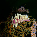 October 2007 Mokohinaus Islands