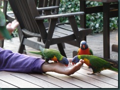 Regnbågslorikeeter