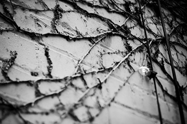 IMG_0481 copy