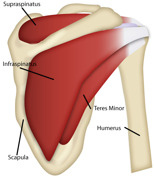 Posterior view of the shoulder muscles forming the rotator cuff