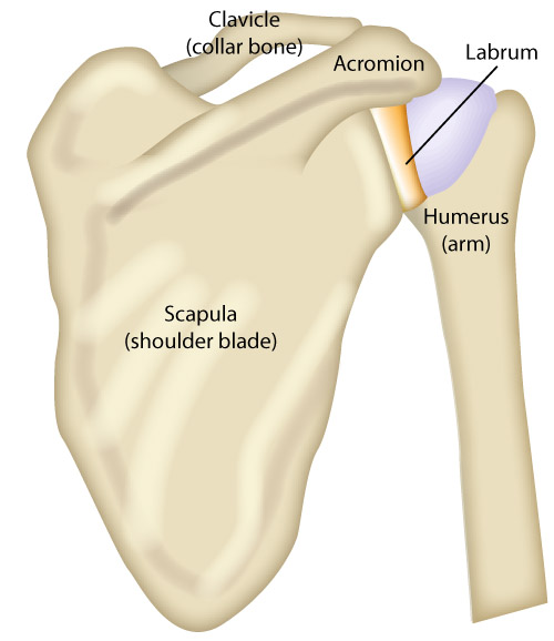 Shoulder Anatomy image - labelled bones