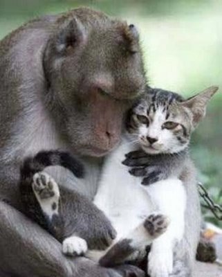 [Amizade,+carinho+e+amor+(39)[2].jpg]