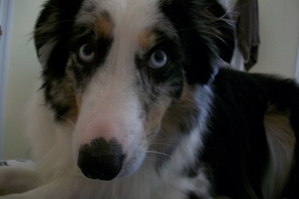 doggies 009