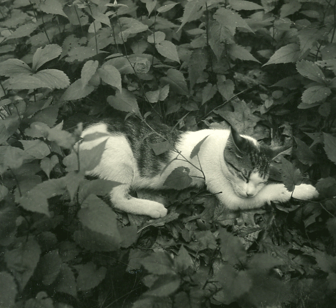 cat_animated_squareamerica