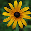 Black-eyed Susan