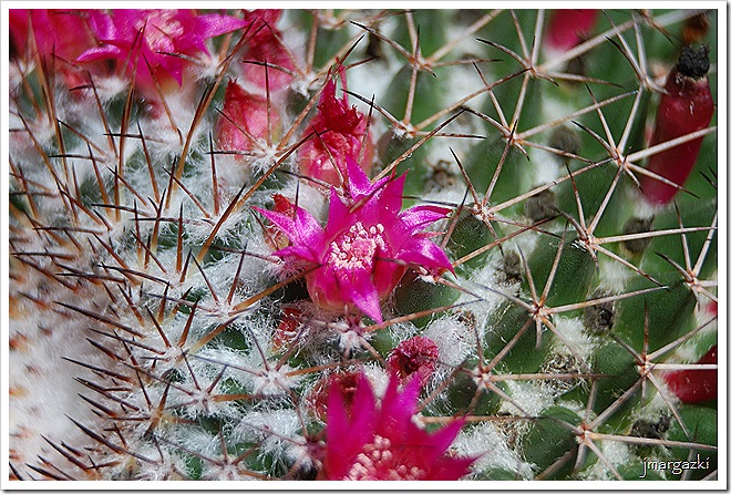 DSC_29960001 DSC_29960001