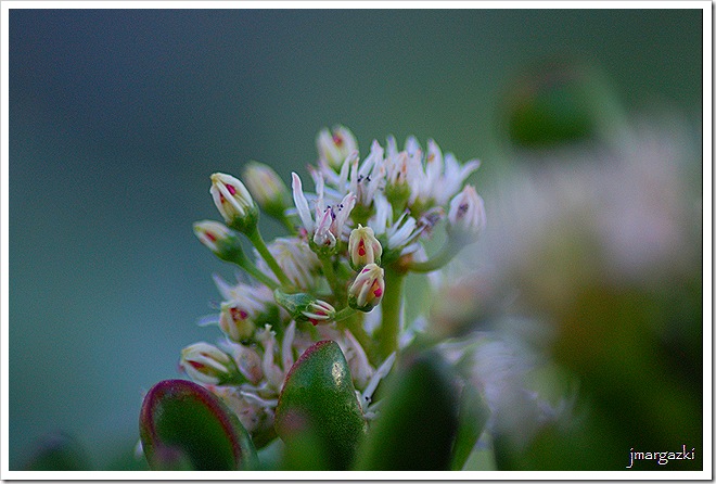 DSC_13130001 DSC_13130001