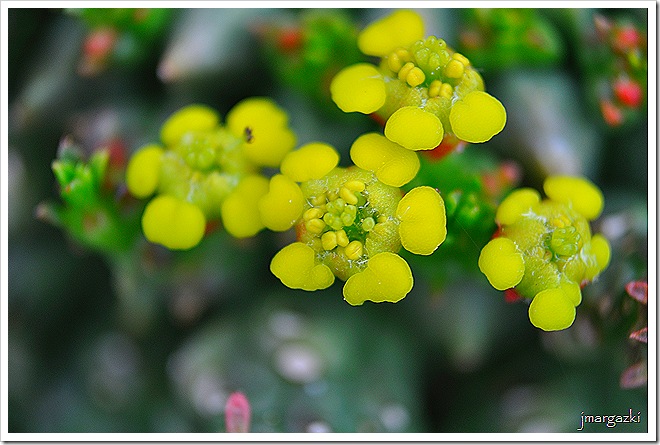 DSC_0106 DSC_0106