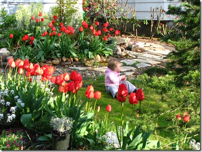 2010-04-09 Tulips 065
