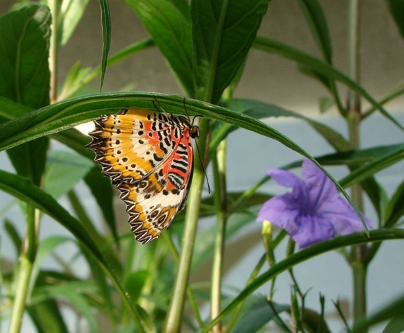 [butterfly5[5].jpg]