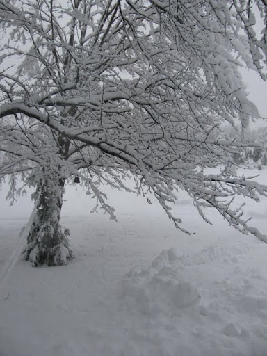 winter scene