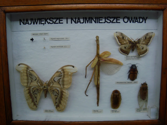 Największe i najmniejsze owady