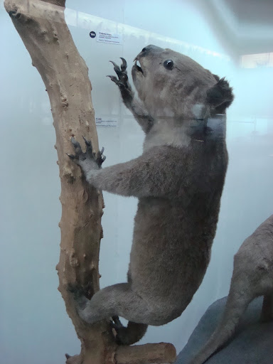 Muzeum Przyrodnicze we Wrocławiu - Koala