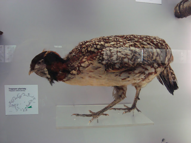 Muzeum Przyrodnicze we Wrocławiu - Tragopan plamisty
