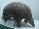 Muzeum Przyrodnicze we Wrocławiu