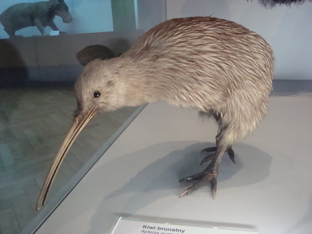 Muzeum Przyrodnicze we Wrocławiu - Kiwi brunatny