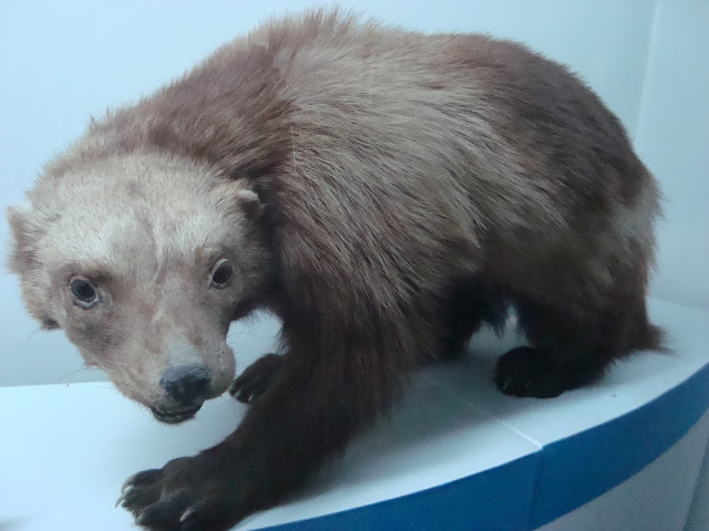 Muzeum Przyrodnicze we Wrocławiu - Rosomak