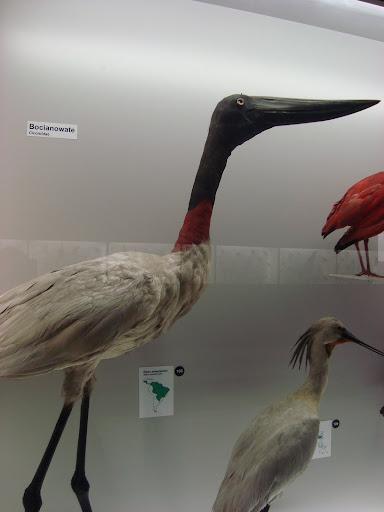 Muzeum Przyrodnicze we Wrocławiu - Żabiru amerykański