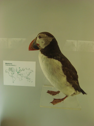 Muzeum Przyrodnicze we Wrocławiu - Maskonur