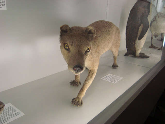 Muzeum Przyrodnicze we Wrocławiu - Wilk workowaty
