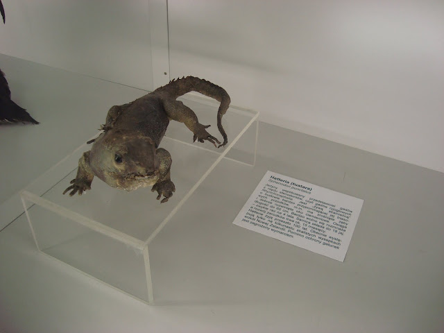 Muzeum Przyrodnicze we Wrocławiu - Hatteria