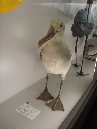 Muzeum Przyrodnicze we Wrocławiu - Albatros wędrowny