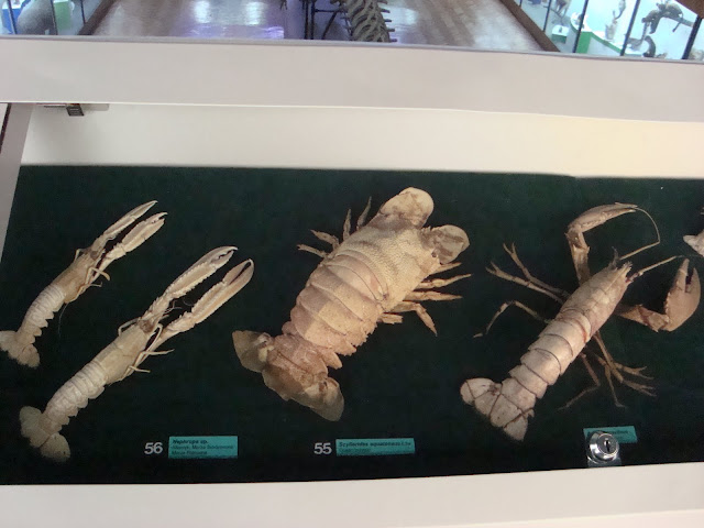 Muzeum Przyrodnicze we Wrocławiu - kolekcja skorupiaków