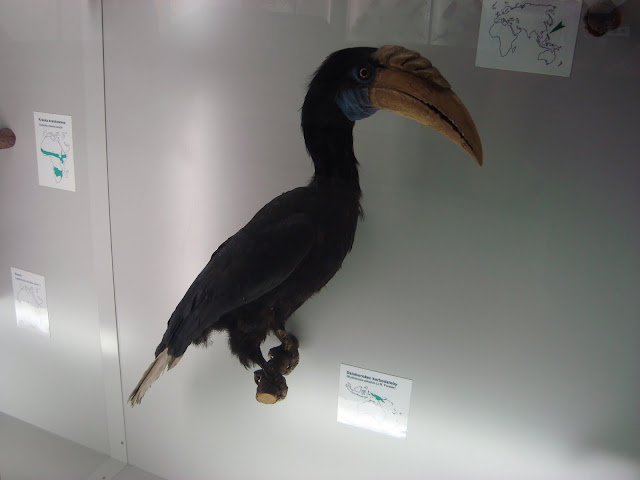 Muzeum Przyrodnicze we Wrocławiu - Dzioborożec karbodzioby