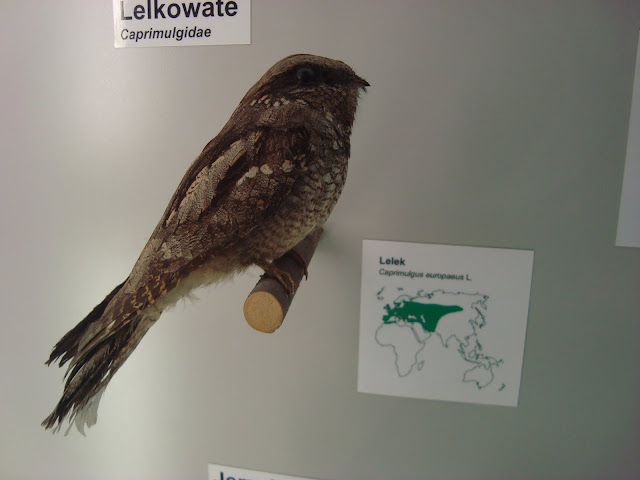 Muzeum Przyrodnicze we Wrocławiu - Lelek