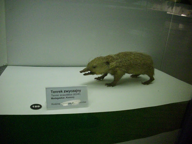 Muzeum Przyrodnicze we Wrocławiu - Tenrek zwyczajny