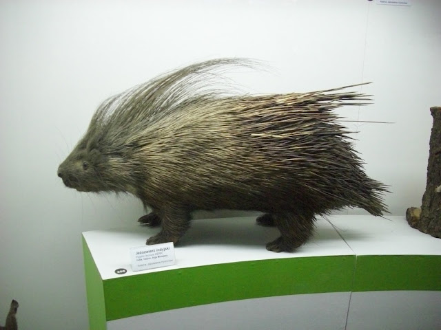 Muzeum Przyrodnicze we Wrocławiu - Jeżozwierz indyjski