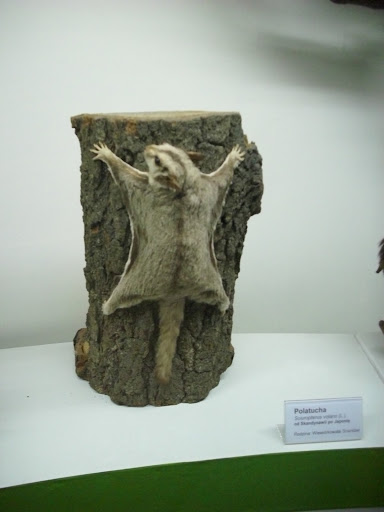 Muzeum Przyrodnicze we Wrocławiu - Polatucha