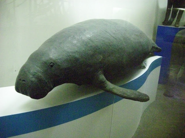Muzeum Przyrodnicze we Wrocławiu - Diugoń