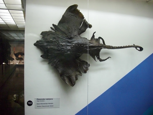 Muzeum Przyrodnicze we Wrocławiu - płaszczka nabijana