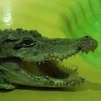 ZOO Gdańsk-Oliwa (czerwiec 2010)