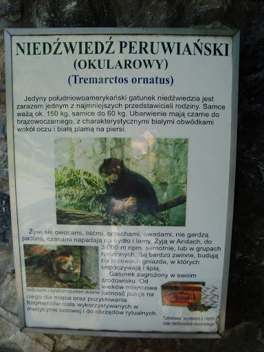Niedźwiedź okularowy - podstawowe informacje