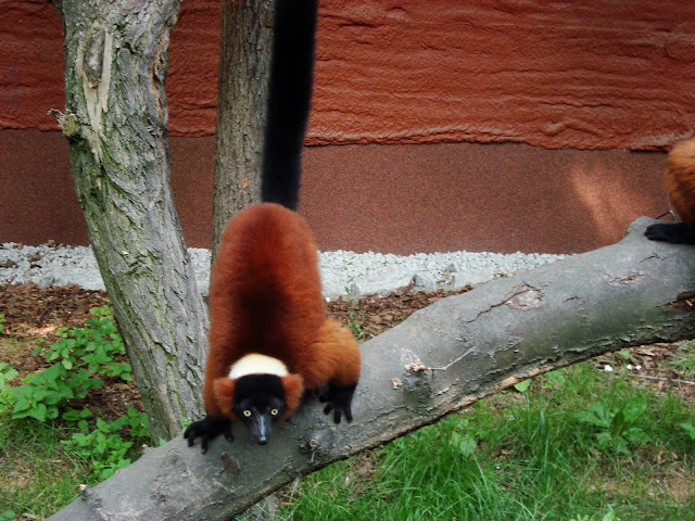 Wari rude na swoim wybiegu - Ogród Zoologiczny we Wrocławiu
