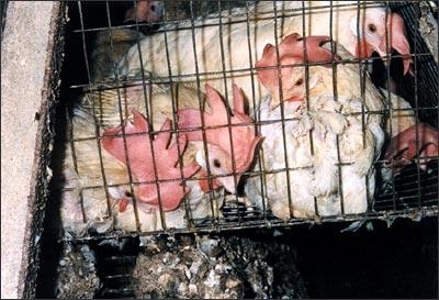 [Typical battery cage crowding[5].jpg]