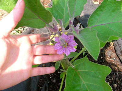 Eggplant 'Hansel'