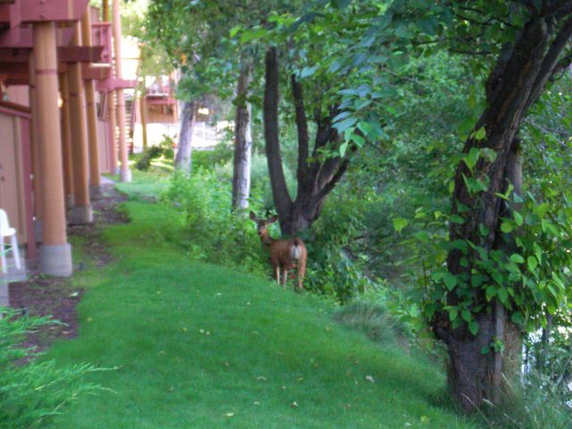 Visiting deer at the Bend Shilo Visiting deer at the Bend Shilo