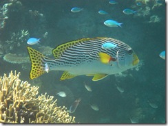 Great Barrier Reef 103