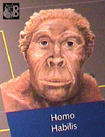 Homo habilis