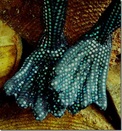 feet