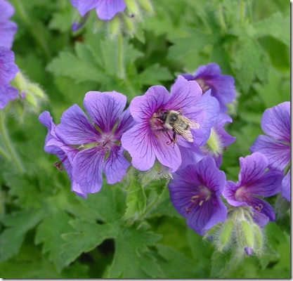 wildgeranium