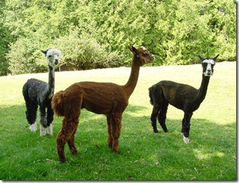 alpacas