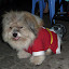 An exceptionally cute hair mutt, complete with seasonal getup.