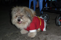 An exceptionally cute hair mutt, complete with seasonal getup.